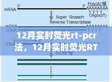 实时荧光RT-PCR法在医学诊断中的价值与应用,深入解析与观点阐述
