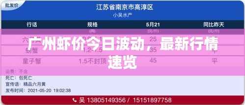 广州虾价今日波动,最新行情速览