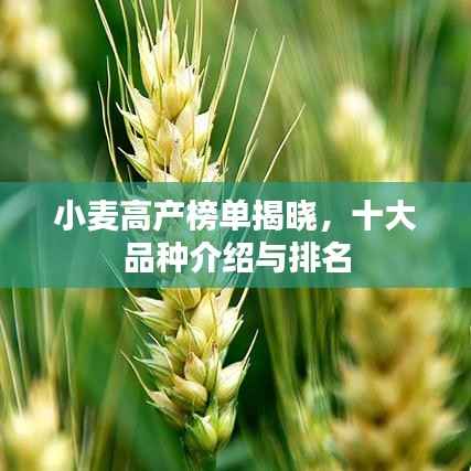 小麦高产榜单揭晓,十大品种介绍与排名