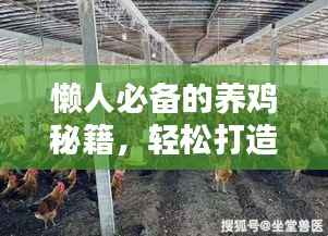 懒人必备的养鸡秘籍，轻松打造鸡舍小天地（最新攻略）