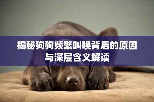 揭秘狗狗频繁叫唤背后的原因与深层含义解读